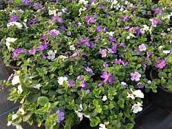 Bacopa trois couleurs