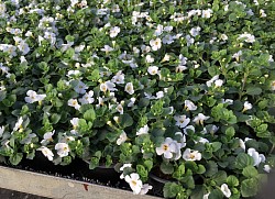 Bacopa