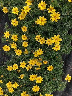 Bidens