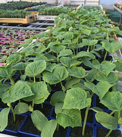 Plan de concombres,courgettes,potirons ,melons,cornichons